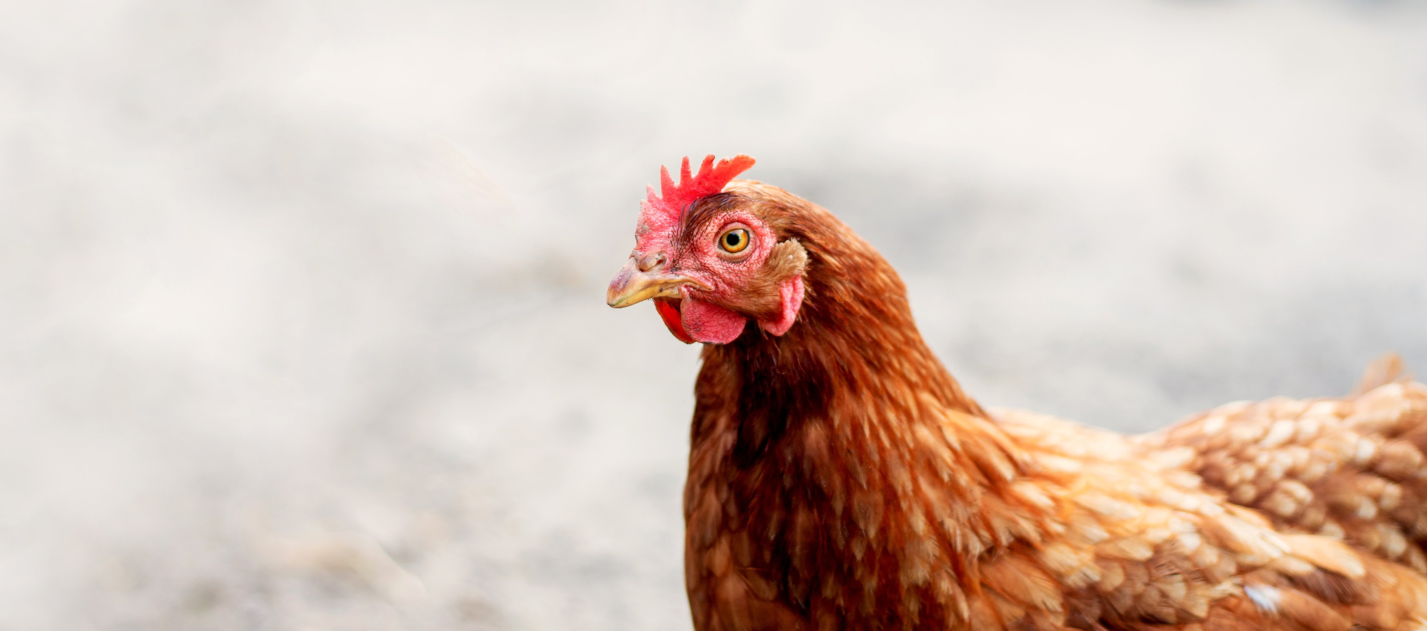 F&N Applied Poultry Nutrition