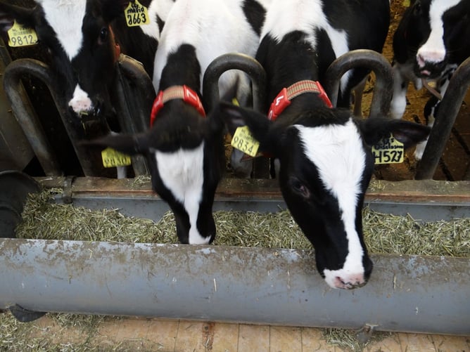 F&N Applied Dairy Nutrition