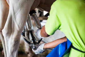 Cow - milking