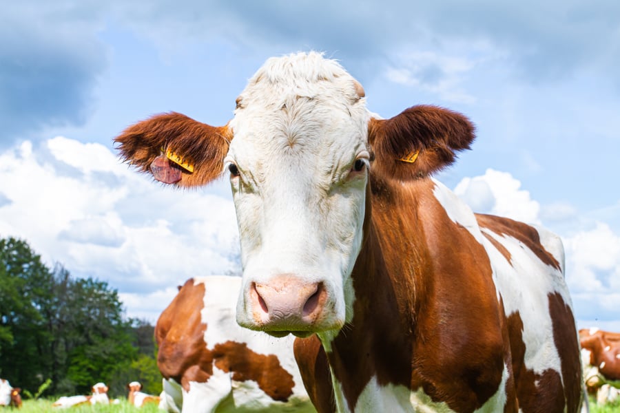F&N Applied Dairy Nutrition