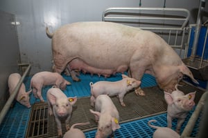 Swine - Sow - Piglets